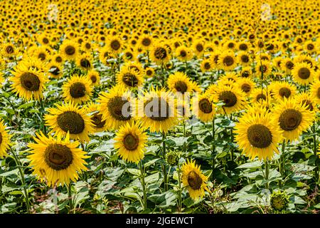 Sunflowers bloom densely packed in a field along the Route de Loriol near Crest in the Drôme, France, with several blossoms sharply visible in the foreground. Stock Photo