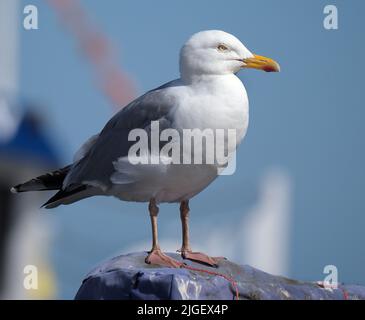 The European herring gull is a large gull, up to 66 cm long. One of the best-known of all gulls along the shores of Western Europe, Stock Photo
