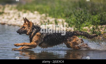 German Shepherd running in the water, Italy Stock Photo