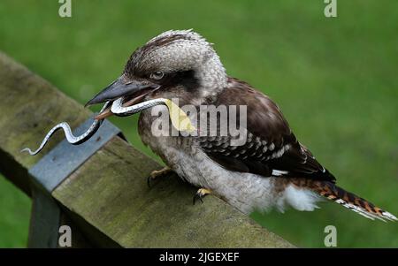 Kookaburras are terrestrial tree kingfishers of the genus Dacelo native to Australia and New Guinea. Stock Photo