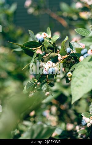 Blueberries on a bush with a blurred background Stock Photo