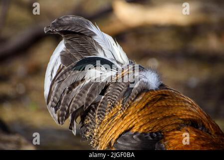 The golden pheasant (Chrysolophus pictus), also known as the Chinese pheasant, and rainbow pheasant, is a gamebird of the order Galliformes (gallinace Stock Photo