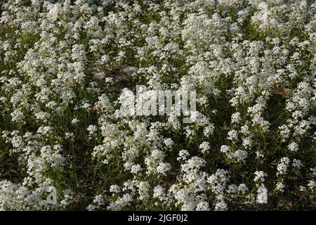 Flower field of Iberis sempervirens, the evergreen candytuft or perennial candytuft blooming flowers, plant in the family Brassicaceae, native to sout Stock Photo