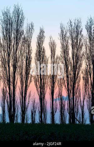 Blue and pink pastel coloured dawn sky behind a row of leafless poplar trees in Kent, England. Trees are silhouetted and fill the frame. Stock Photo