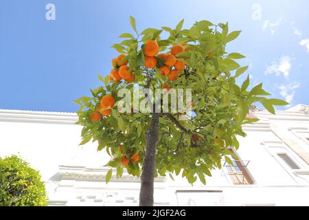 Orange tree at Plaza de San Juan de Dios before the Asamblea Regional Assembly in Merida, Extremadura, Spain Stock Photo