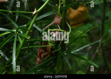 A head and eyes of a Giant African land snail between wild Asparagus racemosus vine and Katuk stem Stock Photo