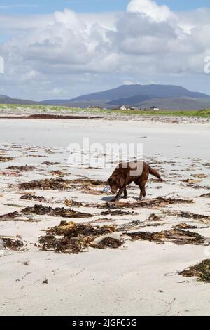 Chocolate Labrador mooching in seaweed on a Hebridean beach Stock Photo