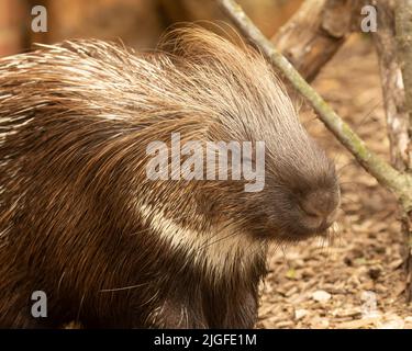 A closeup shot of a crested porcupine Stock Photo