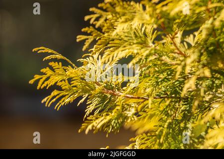 Foliage of thuja occidentalis aurea golden color close up Stock Photo