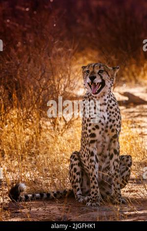 Cheetah sitting and calling front view in Kgalagadi transfrontier park, South Africa ; Specie Acinonyx jubatus family of Felidae Stock Photo