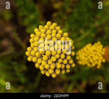 Achillea ageratum or English mace, sweet Nancy, sweet yarrow is a flowering plant in the sunflower family, native to Europe (Portugal, Spain, France, Stock Photo