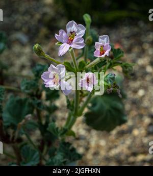 Pelargonium crassicaule. Succulent pelargonium with small grey leaves. Stock Photo