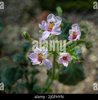 Pelargonium crassicaule. Succulent pelargonium with small grey leaves. Stock Photo