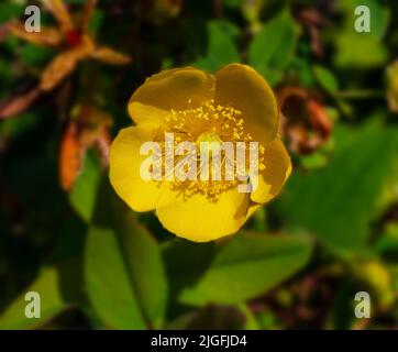 St. John‘s wort, Hypericum Forestii, Hypericum patulum var. henryi (Großblumiges Johanniskraut, Hypericum patulum var. henryi) Stock Photo