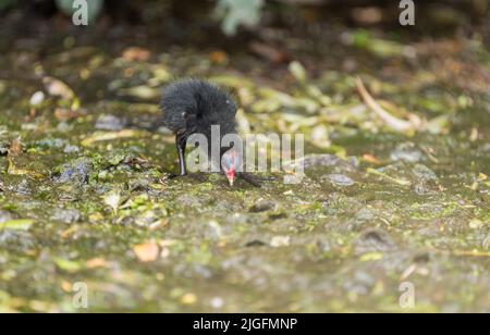 Very young Moorhen (Gallinula chloropus) chick Stock Photo