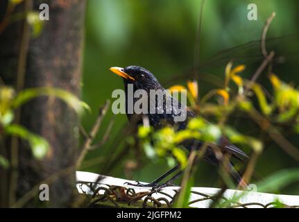 The blue whistling thrush (Myophonus caeruleus), a whistling thrush that is found in the mountains of Central Asia, South Asia, China and Southeast Asia, is seen hiding at a mountain forest in Darjeeling, West Bengal, India. Stock Photo
