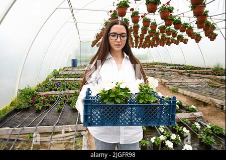 Florist holding a plastic tray or box filling it with pots of blooming flowers.Female farmer working alone enjoying work Stock Photo