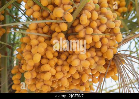 Yellow fresh ripe dangling dates on date palm. Bunch of ripe golden fruits date on a date palm tree in farmland. Stock Photo