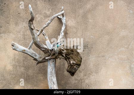The head of a driftwood deer sculpture, created by Mourèze-based artist Emmanuel Cometto in Hérault, France, shows antlers formed from twisted branches. Remnants of shells and beads decorate the antlers. Stock Photo