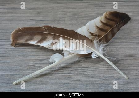 Two eagle feathers crossed on grey wooden background, close up view, copy space Stock Photo
