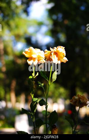 Yellow rose dried on its branch Stock Photo