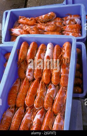 Frozen lobsters Tsukiji fish market  Tokyo Japan Stock Photo