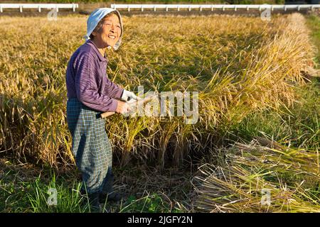 An elderly woman cuts rice stalks at harvest in rural Kumamoto, Kyushu, in Japan Stock Photo