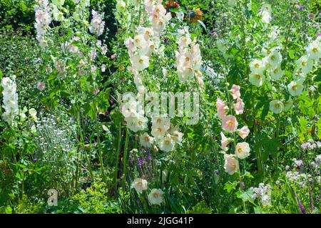 British Gardens/ Garden Design  - View of A Summer Cottage Garden with colourful pastels and tall Hollyhock plants among a Mixed Perennial Border. Stock Photo
