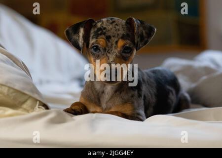 Pinscher merle hotsell