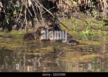 River Otter family, Lutra canadensis, posing near a bank den on a slough channel on the San Luis NWR, Merced County, CA. Stock Photo