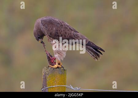 An adult female Swainson's Hawk, Buteo swainsoni, eats a fresh-caught Valley Pocket Gopher, Thomomys bottae. Stock Photo