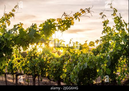 Beautiful Agua Dulce Winery during Sunset Stock Photo