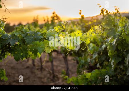 Beautiful Agua Dulce Winery during Sunset Stock Photo