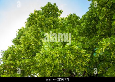Old big linden tree. Green leaves and linden fruits Stock Photo