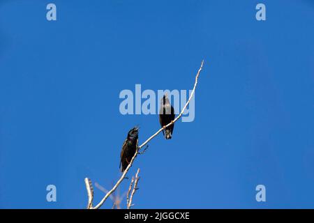 A pair of Australian Common Starlings (Sturnus vulgaris) perched on the branch of a tree in Sydney, NSW, Australia (Photo by Tara Chand Malhotra) Stock Photo