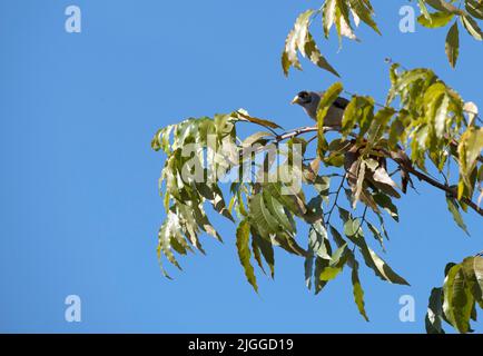 An Australian Noisy Miner (Manorina melanocephala) perched on a tree in Sydney, NSW, Australia (Photo by Tara Chand Malhotra) Stock Photo