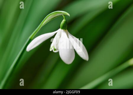 Closeup of a white common snowdrop flower growing against a green copy space background in a remote field. Galanthus nivalis blossoming, blooming and Stock Photo