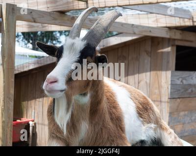 A brown, white, and black goat with horns resting in an enclosure. Stock Photo