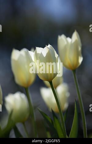 White tulip flowers growing in a backyard garden. Beautiful flowering plants beginning to blossom on a green field. Bush of pretty flora blooming and Stock Photo