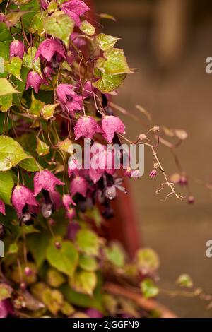 Closeup of purple snakes head fritillary flowers growing and flowering on green stems in a remote field, meadow or home garden. Textured detail of Stock Photo