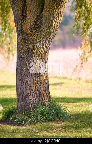 Moss and algae growing on a big tree trunk in a part or garden outdoors. Scenic and lush natural landscape with wooden texture of old bark on a sunny Stock Photo