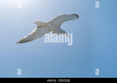 close up view of a flying seagull against a deep blue sky during Summer period. Stock Photo