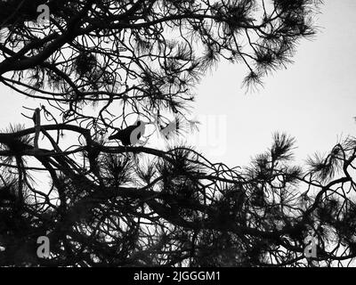 The tree swirls about the raven like the tentacles of monsters, the raven is an omen of what’s to come. Stock Photo