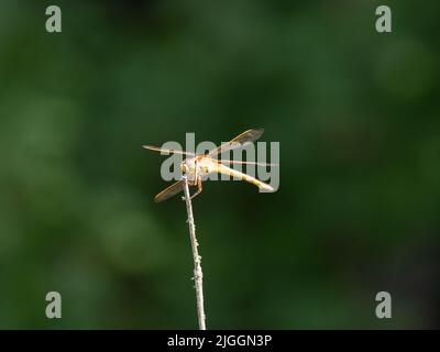 Needham's Skimmer or Libellula needhami dragonfly perched on a dried twig. Photographed with a shallow depth of field and copy space. Stock Photo