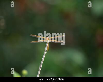 Sunlit Needham's Skimmer or Libellula needhami dragonfly perched on a dried branch in the sunlight. Photographed with shallow depth of field and copy Stock Photo