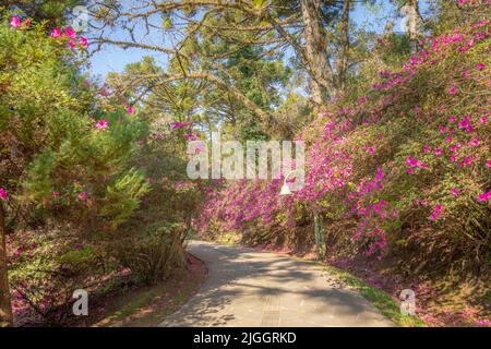 Alley landscape with azaleas bloom - Gramado, Rio Grande do Sul, Brazil  Stock Photo - Alamy