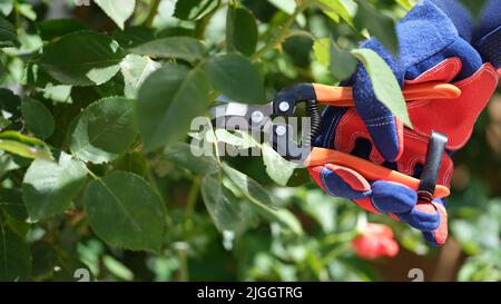 Gardener in gloves cutting rose with pruner Stock Photo