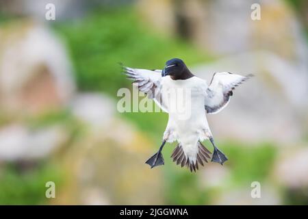 A razorbill in flight in spectacular landing mode, Ireland Stock Photo ...