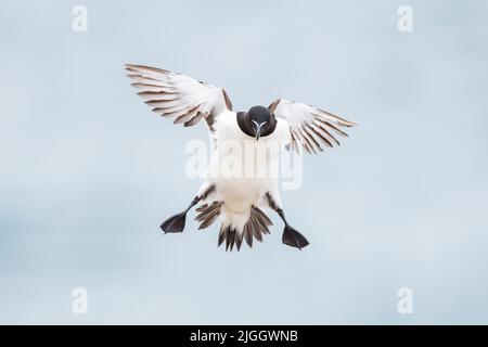 A razorbill in flight in spectacular landing mode, Ireland Stock Photo ...