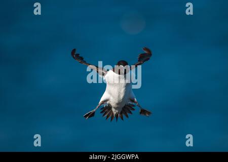 A razorbill in flight in spectacular landing mode, Ireland Stock Photo ...